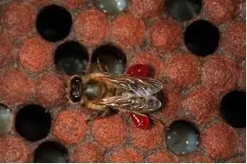 تاثیر بره موم برای سرطان