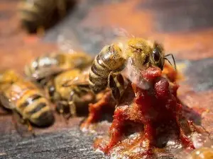 تاثیر بره موم برای سرطان