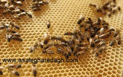 ارزانترین موم طبیعی