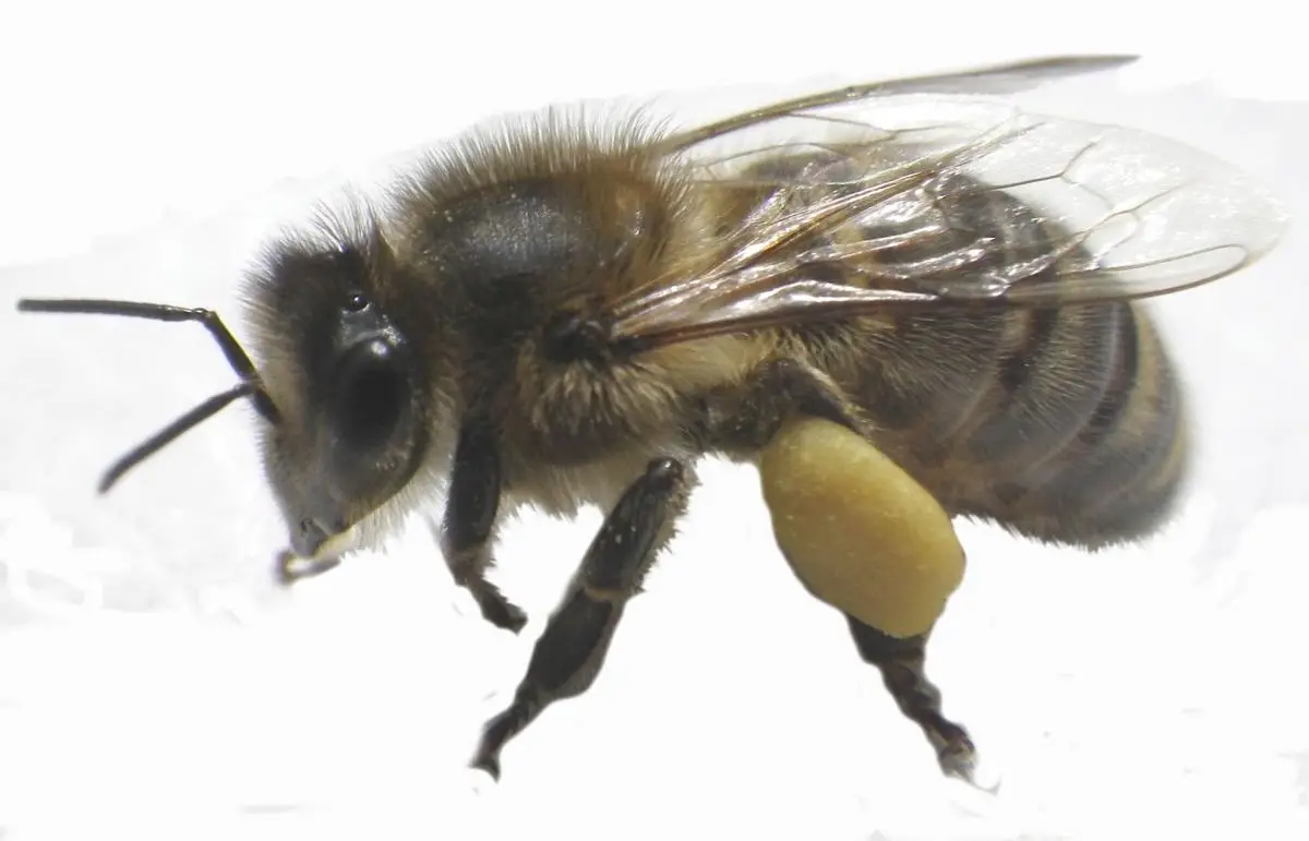 فروشگاه تخصصی گرده گل