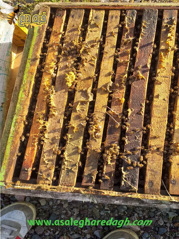 خرید کندو عمده