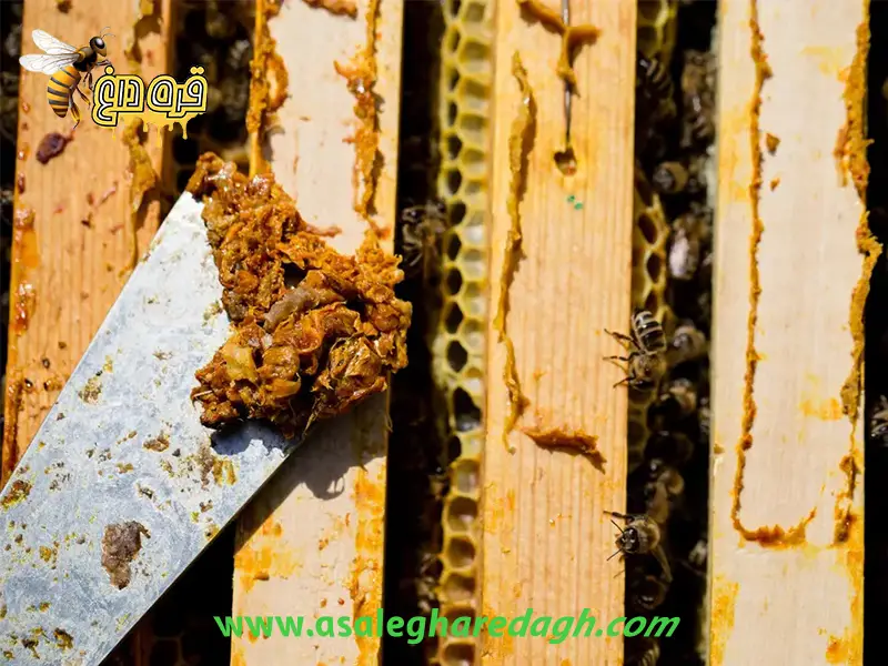 فروشندگان بره موم ایرانی