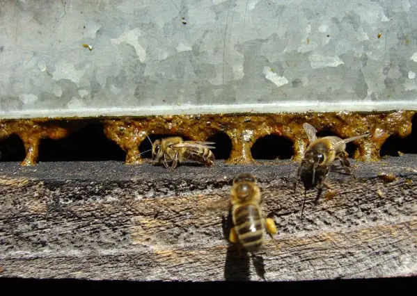 خریدار بره موم عمده