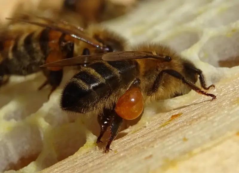 فروشندگان بره موم ایرانی