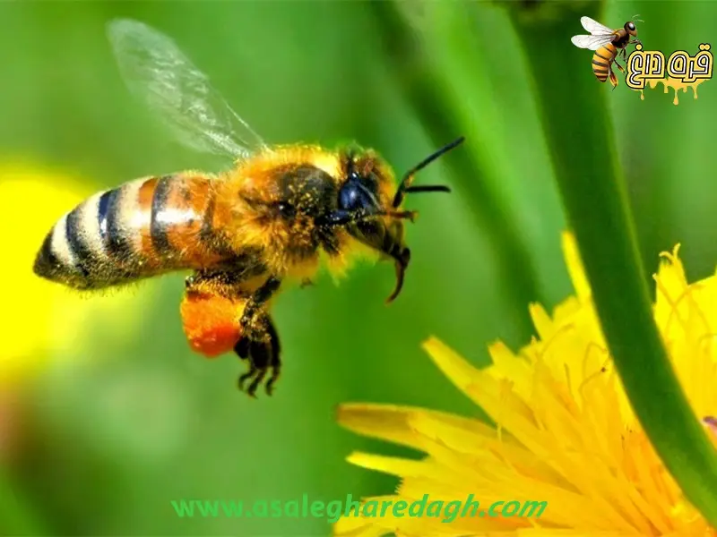 خواص عسل طبیعی