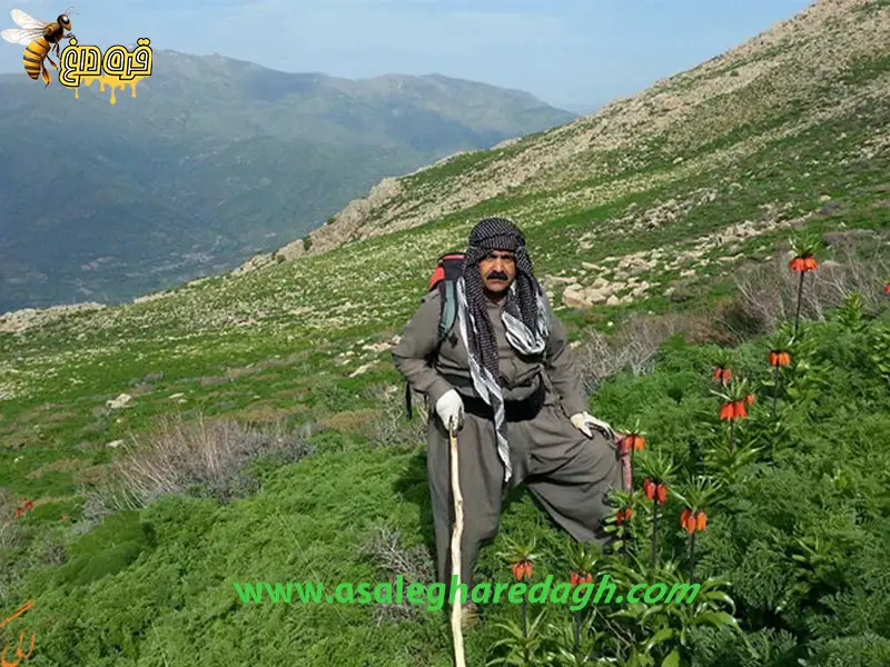 خرید عسل کردستان