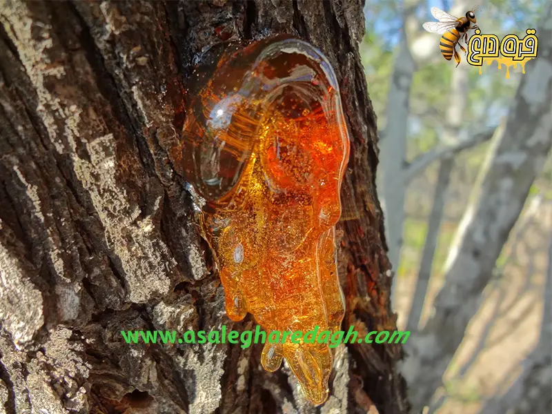 خریدار بره موم عمده