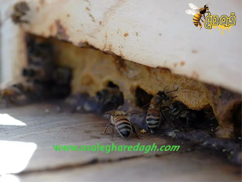 خرید بره موم عمده