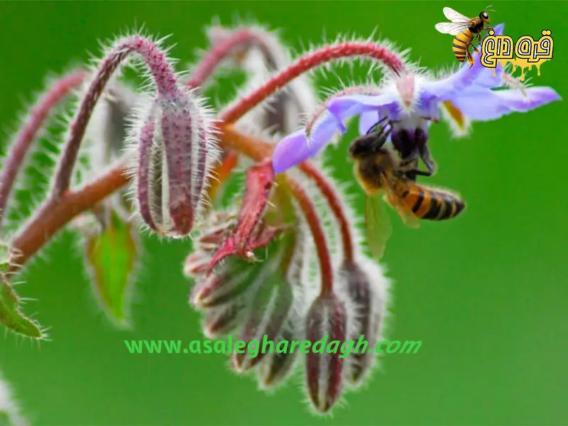 خرید عسل طبیعی درمانی