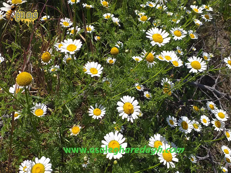 بزرگترین تولید کننده ی عسل