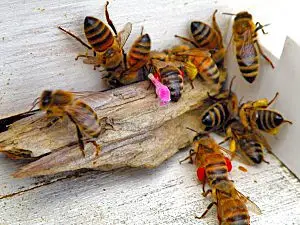 ارسال رایگان گرده گل