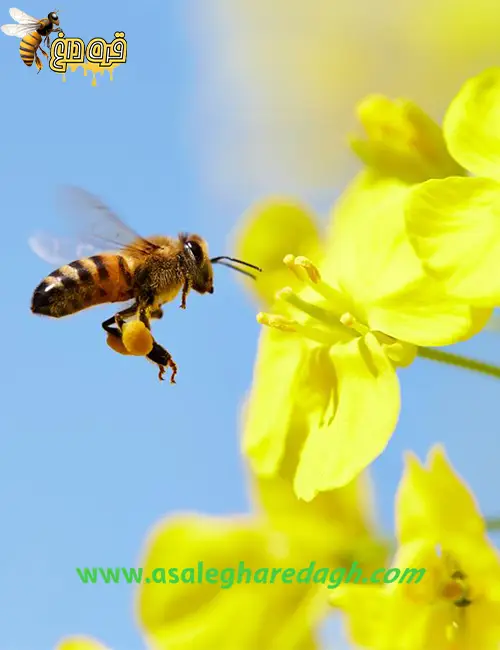 گرده گل ارزان