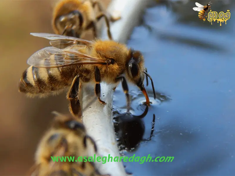 فروشنده ی معتبر عسل