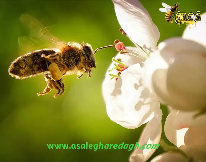 بهترین گرده گل