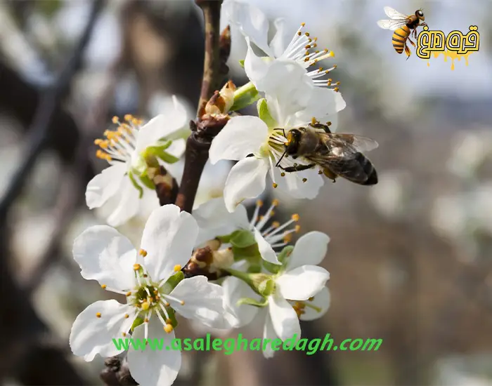 ارسال رایگان گرده گل