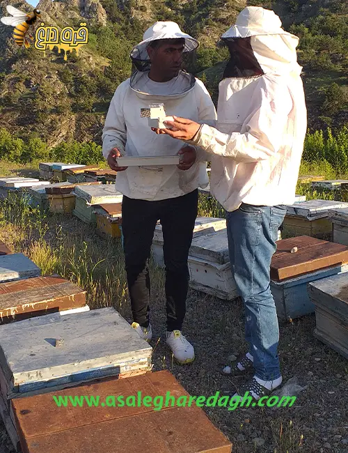 خریدار گرده گل عمده