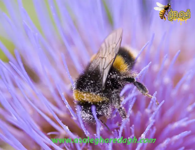 فروش گرانترین گرده گل