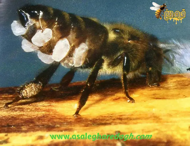 فواید موم طبیعی چیست؟