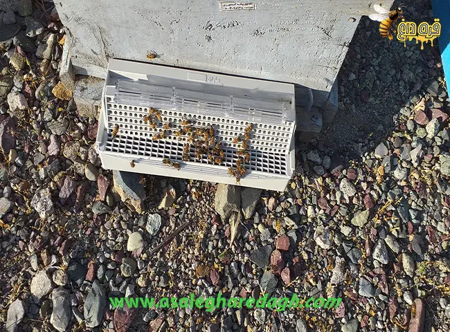 گرده گل طبیعی