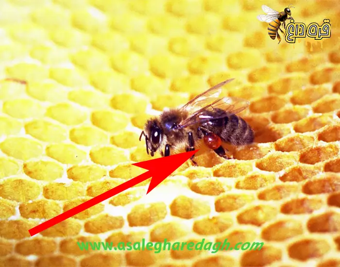 نحوه ی مصرف بره موم