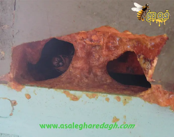 نحوه ی مصرف بره موم