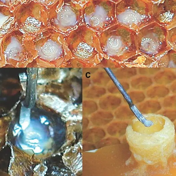 ژل رویال در سال 1404