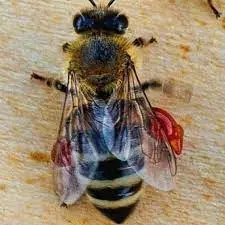 بره موم تازه ارسال رایگان