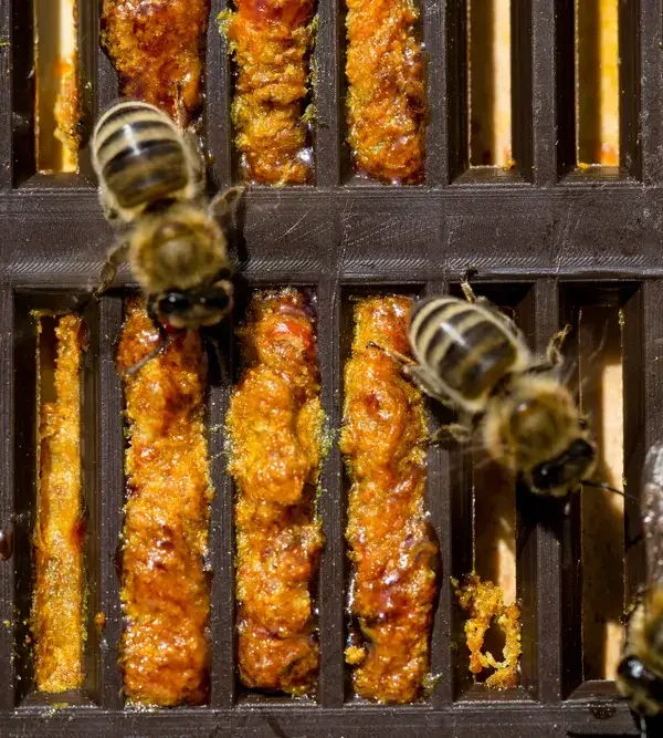 فروشگاه تخصصی موم