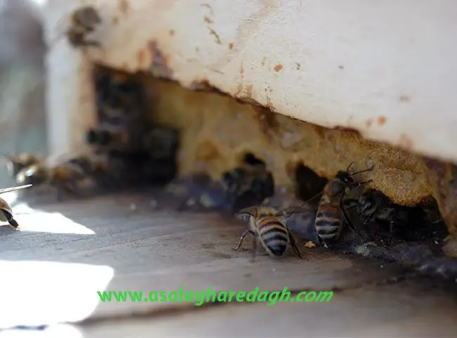 بره موم ایرانی ارزان