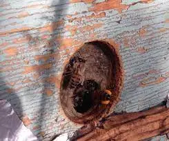 نحوه ی مصرف بره موم