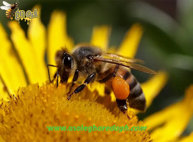 مرکز خرید گرده گل