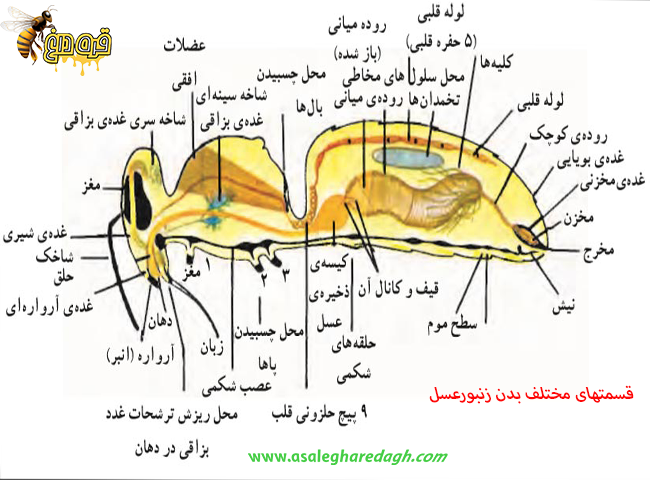 زنبورعسل
