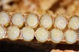 خرید ژل رویال صادراتی