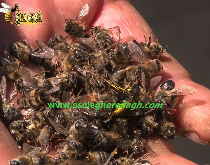 اثر آفات کشهای کشاورزی