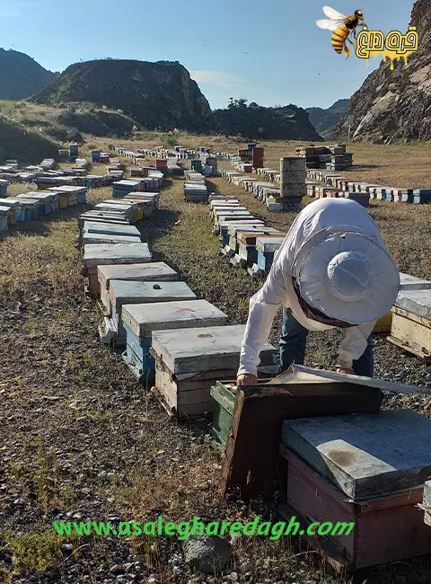 عسل طبیعی تغذیه عمده