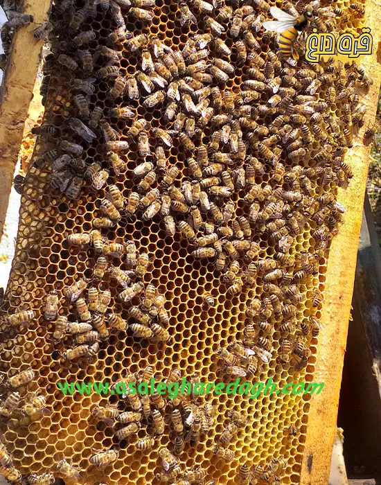 خریدار موم طبیعی تازه