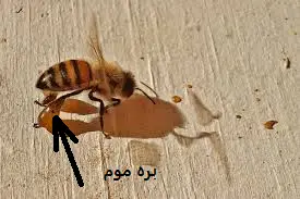 بره موم جهت مبارزه