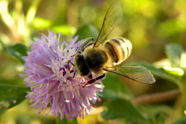 اثر آفات کشهای کشاورزی