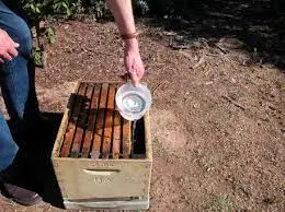 عسل تغذیه ای یا شکری