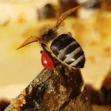 بره موم خام