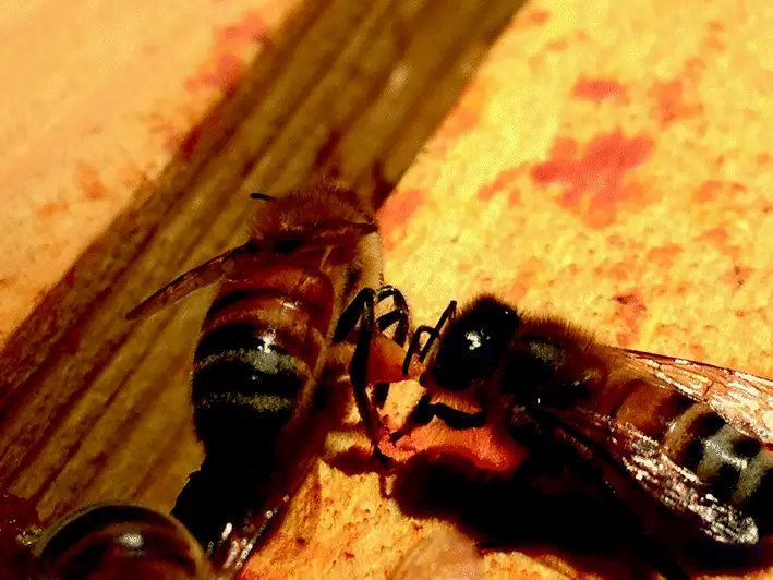 بره موم خام