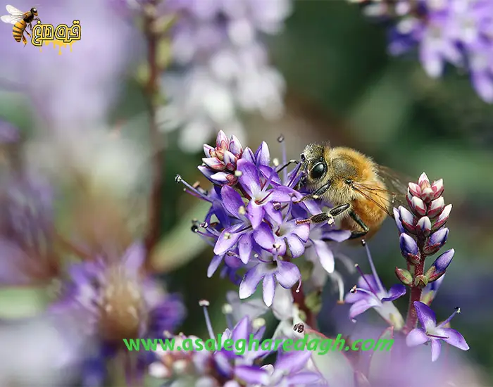 خرید کیلویی گرده گل