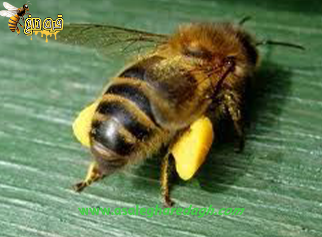 گرده گل الک شده