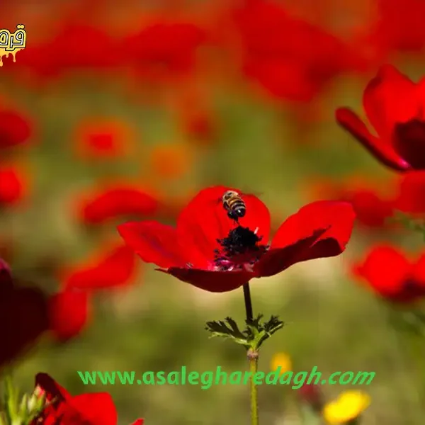 گرده گل شقایق