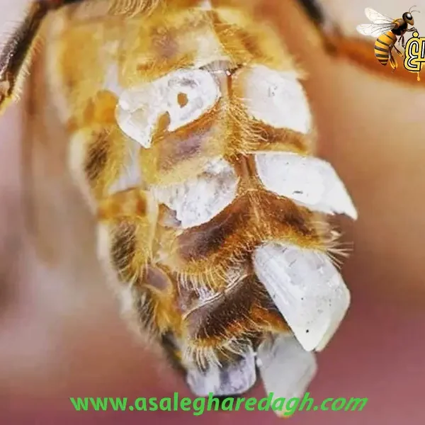 خرید موم طبیعی زنبورعسل