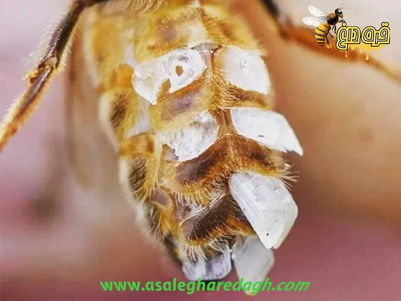 خرید موم طبیعی زنبورعسل