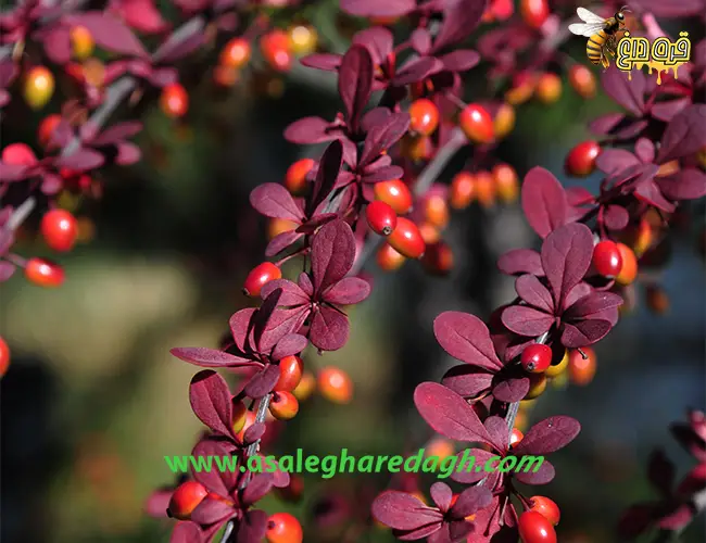 عسل عناب و زرشک