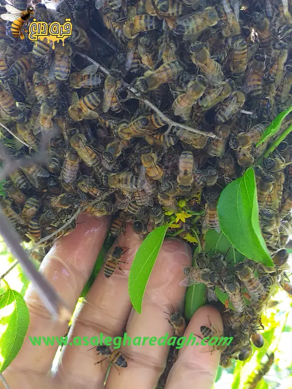 بزرگترین تولید کننده ی عسل