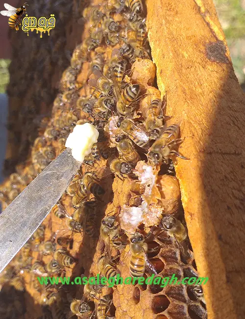 جهت تولید ژل رویال