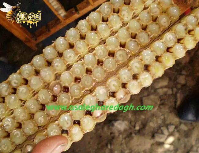 جهت تولید ژل رویال